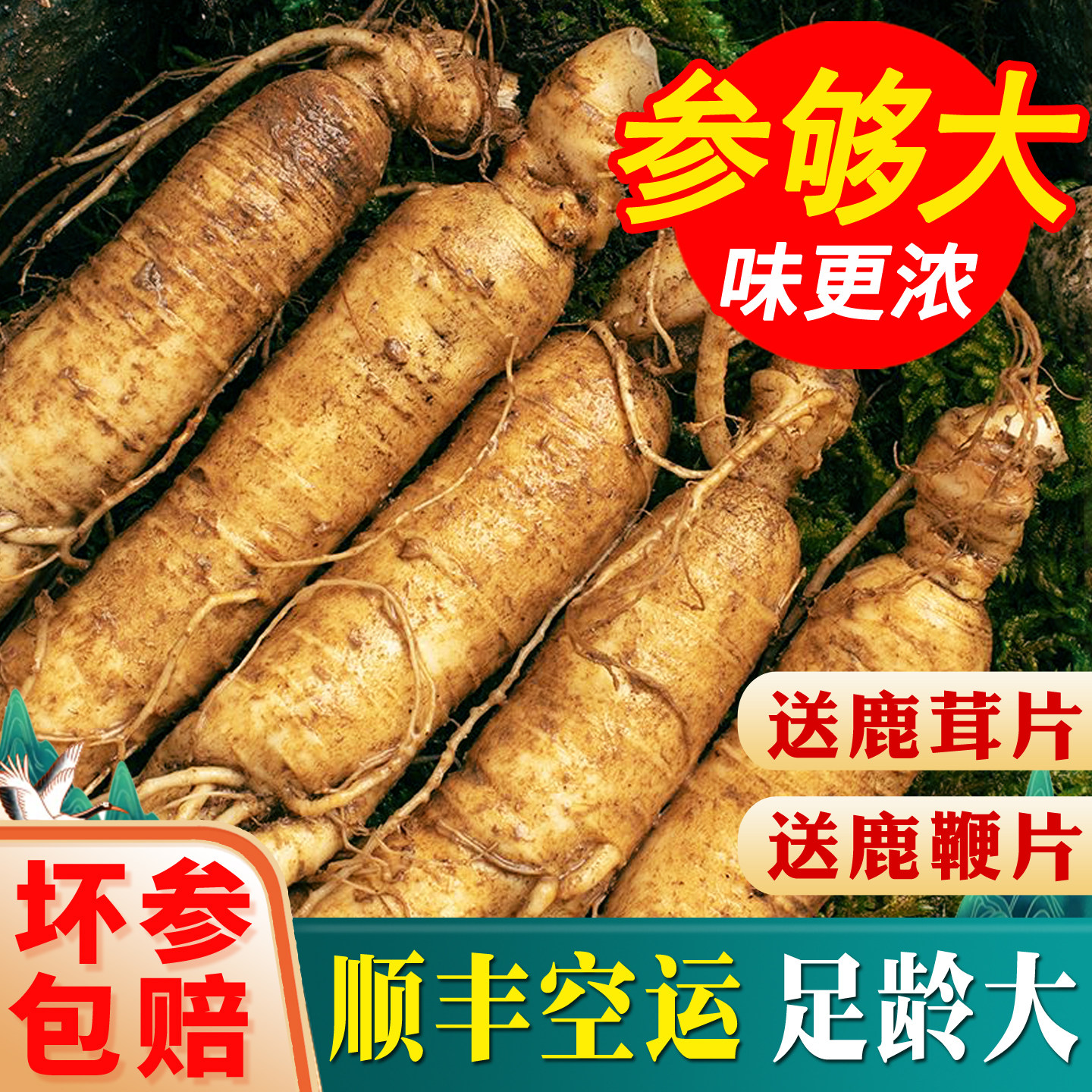 【顺丰空运】500g现挖鲜人参吉林长白山人参鲜人参泡酒专用参批发