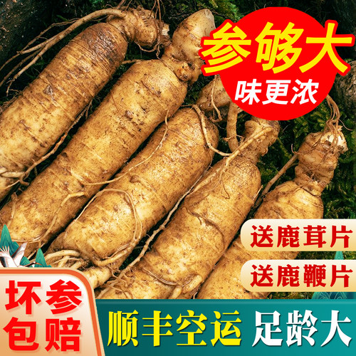 现挖鲜人参东北人参泡酒顺丰空运