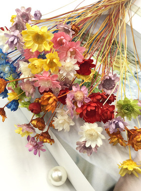 极速进口永生花花材小雏菊干花小z星花10枝手工制作配材DIY玻璃罩