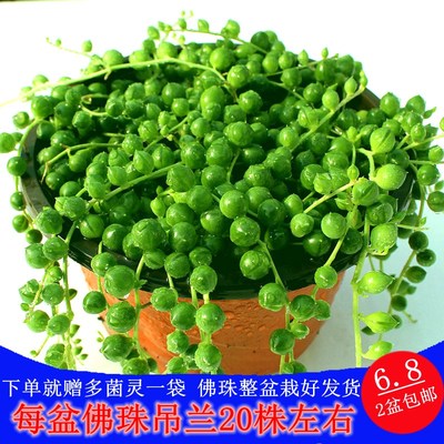 极速佛珠吊兰盆栽垂吊珍珠吊室内包邮情人泪多肉植物W客厅紫玄月