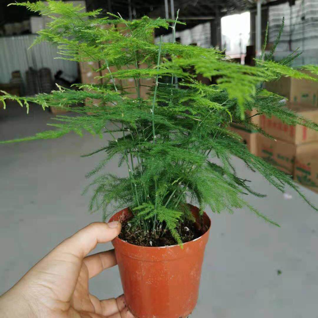 广州 110文竹花卉绿植盆栽 植物花卉 室内阳台庭院观赏花卉