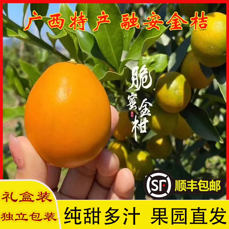 融安金桔鲜果脆蜜金桔纯甜顺丰发