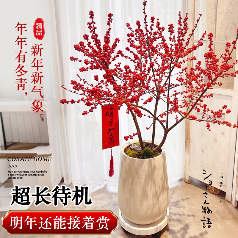 进口北美冬青红果真花盆栽树苗老桩大树耐寒室内盆景年宵花卉植物