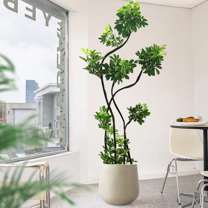 造型鸭脚木客厅大盆栽鹅掌财四季长春常绿大型招财绿植八方来财