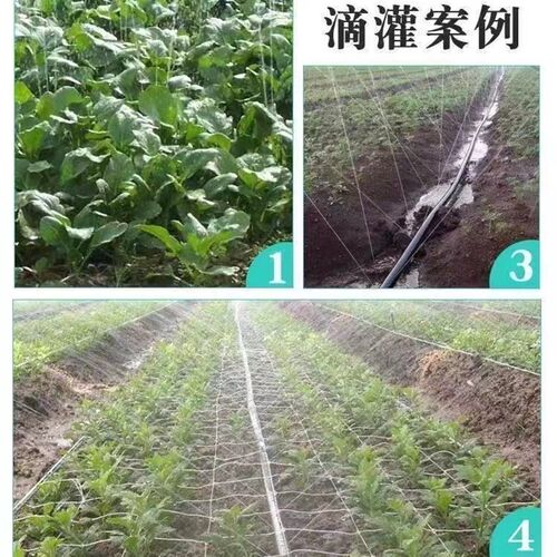 农用微喷带滴灌带喷水软管喷雾雾化水管水带自动灌溉管设备浇水管