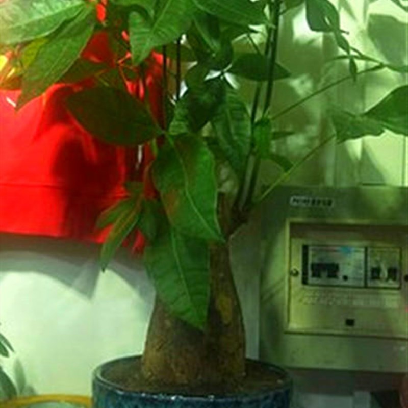 发财树盆栽大型客厅四季常青组合绿植植物吸甲醛室内净化空气招财