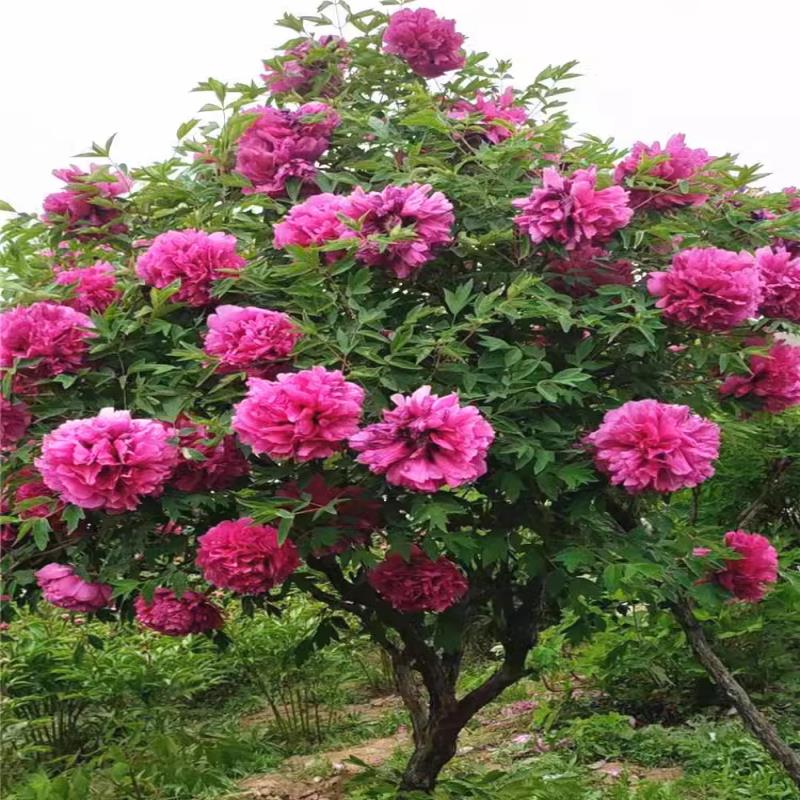 牡丹花苗重瓣室内外耐寒特大庭院种植地栽阳台盆栽花卉洛阳牡丹花