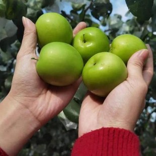 【基地严选】福建牛奶贵妃枣1斤散装苹果枣青枣水果