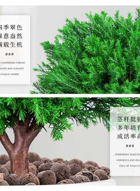 雾凇盆栽植物四季常青室内阳台庭院好养易活桌面绿色盆景绿植松树