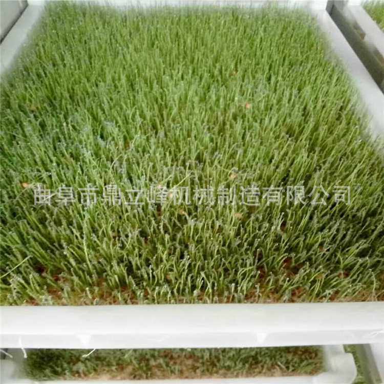 全自动家用小型生豆芽机滨州地区生花生芽机芽苗机