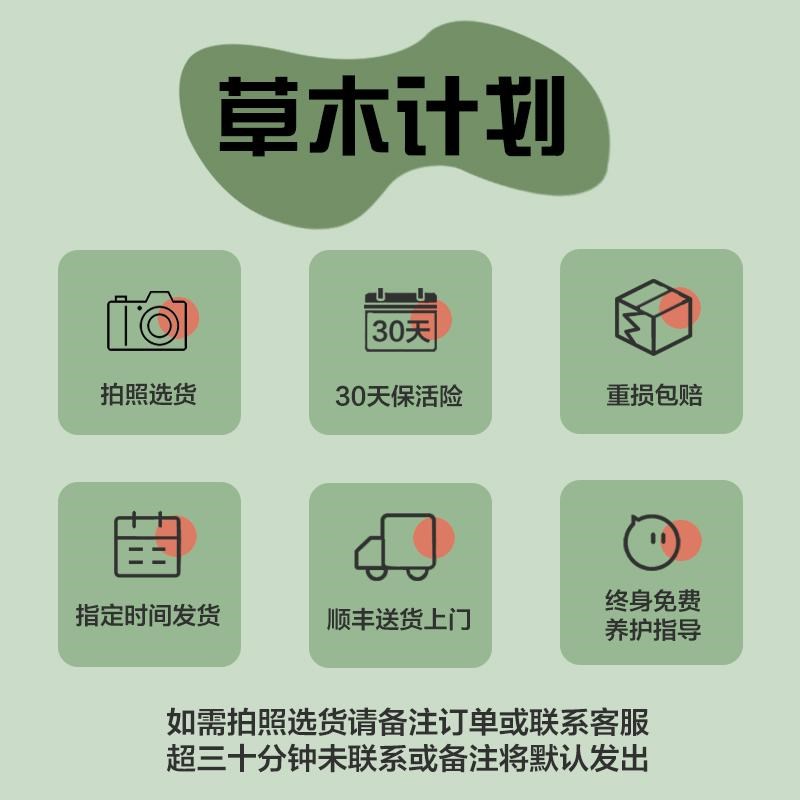 造型琴叶榕客厅绿植四季盆栽旺宅树净化空气好养活ins网红植物