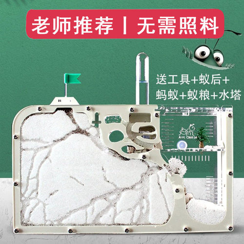 蚂蚁城堡工坊超大型蚂蚁生态箱送蚁后学生观察繁殖版蚁巢窝宠物