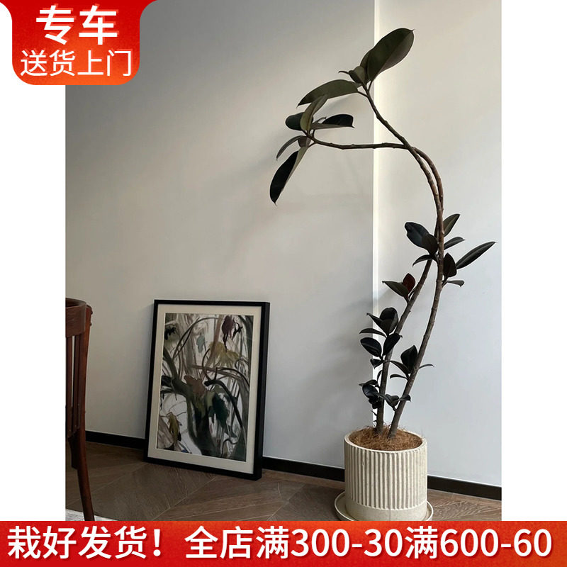 造型橡皮树黑金刚盆栽 好养室内植物娃娃朱蕉 办公室阳台客厅绿植