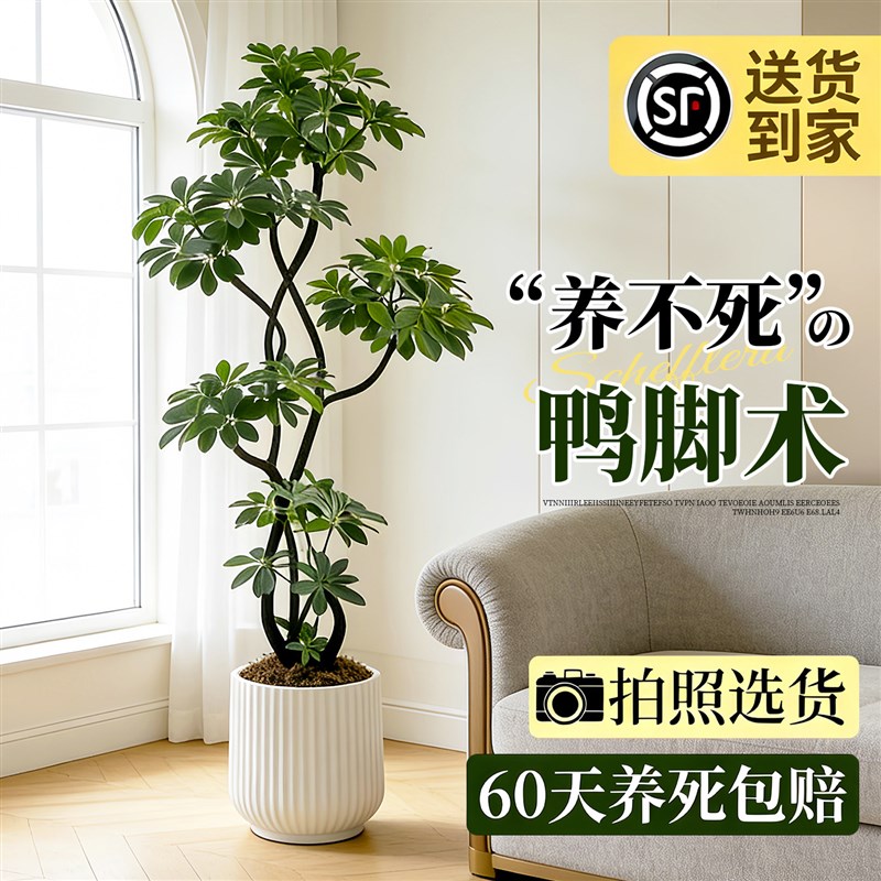 造型鸭脚木客厅大盆栽鸭掌木鹅掌柴室内植物落地式大型四季常青绿