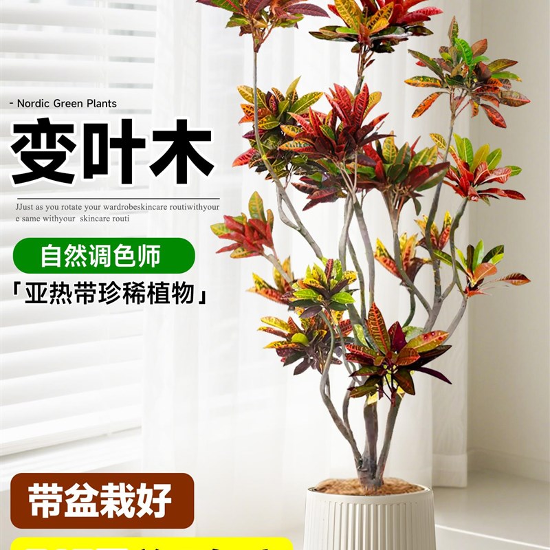 大型绿植室内变色木盆栽客厅真树旺宅好养七彩变叶木四季造景花卉