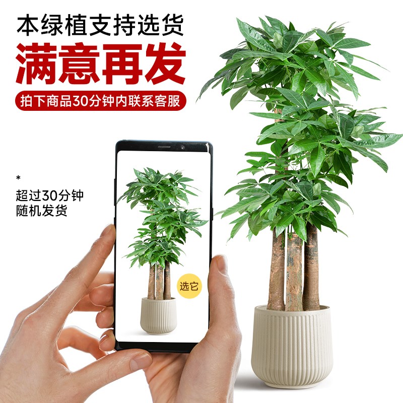 步步高发财树大盆栽客厅办公室内开业乔迁礼物三杆招财树大型绿植