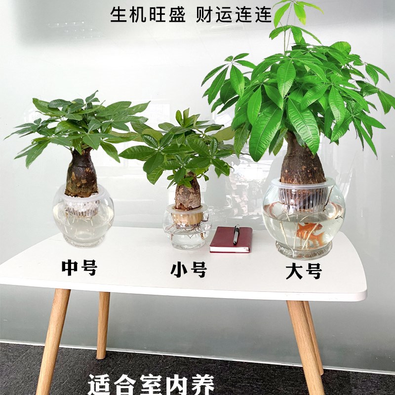 水培发财树小盆栽室内办公室客厅桌面好养绿植带盆招财树大号落地