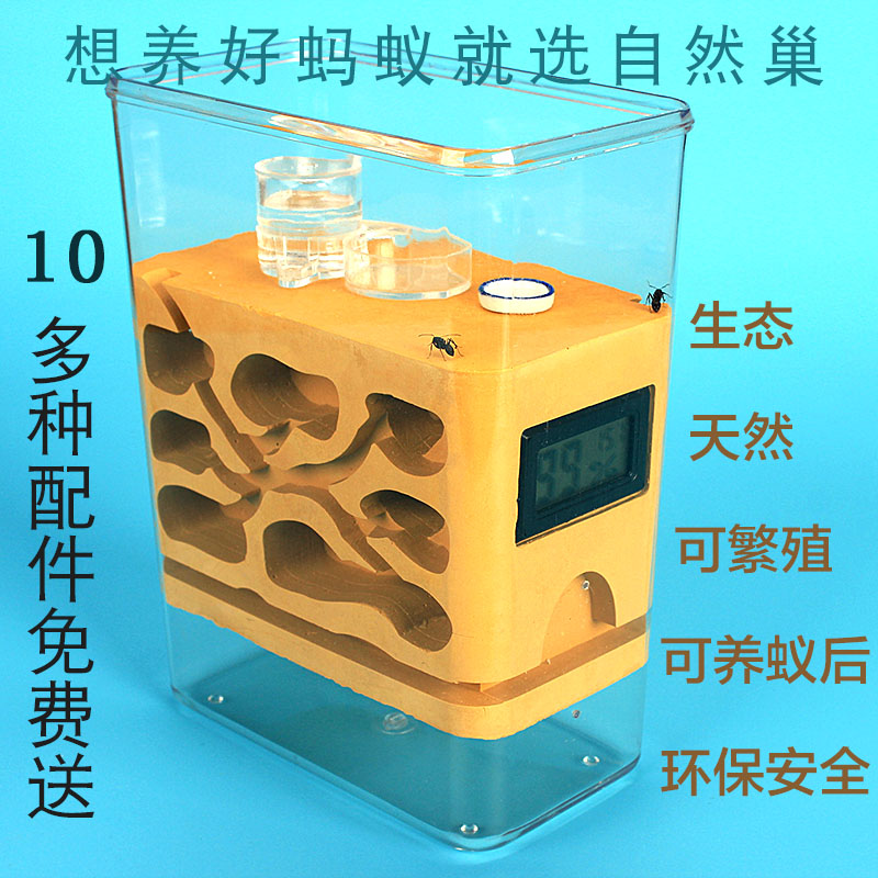 六代生态蚁巢 学生宠物 活体工坊蚁后石膏土雕刻亚克力蚁巢窝城堡