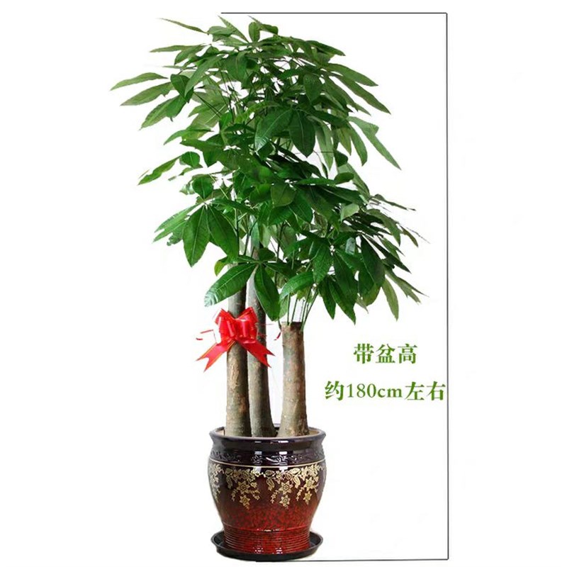 沈阳同城配送步步高发财树盆栽招财树室内大型绿植客厅办公室开业