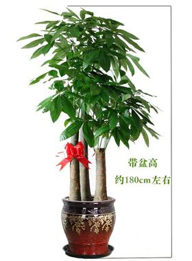 沈阳同城配送步步高发财树盆栽招财树室内大型绿植客厅办公室开业