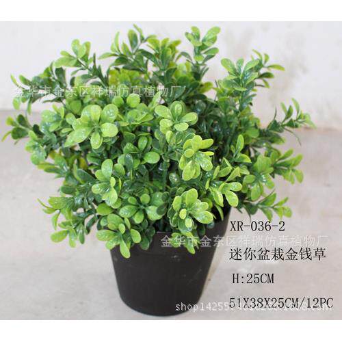 物仿真植迷你036小栽金草优加利豆瓣草室内外落地盆钱摆放绿植