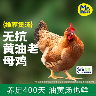 蛋鲜森400天无抗标准黄油老母鸡现杀1000g/只煲汤专用
