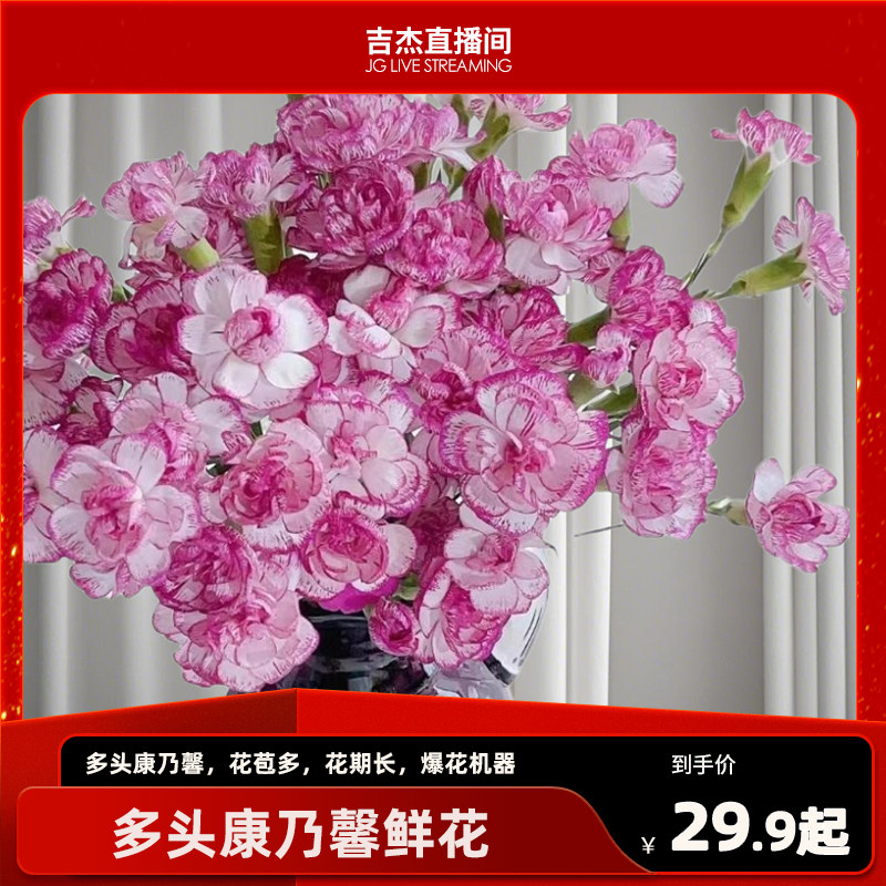 【吉杰专属-吉米鹿】多头康乃馨多丁野马鲜花花束水培插花鲜切花