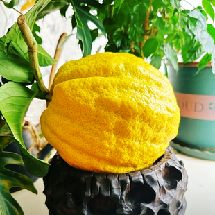 云南香橼新鲜香橼果佛手柑现摘清供观赏闻香天然香薰自然清香绿植