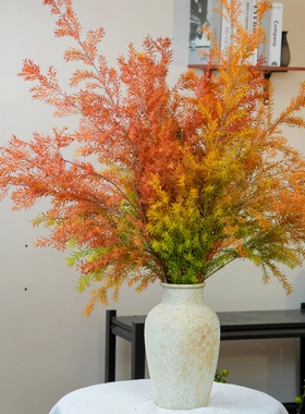 超A级千层金鲜花云南基地直发黄金香柳雪柳水养鲜切花插花可干花