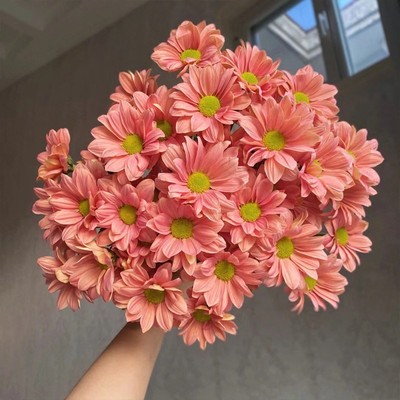 昆明直发小雏菊鲜切花云南直发