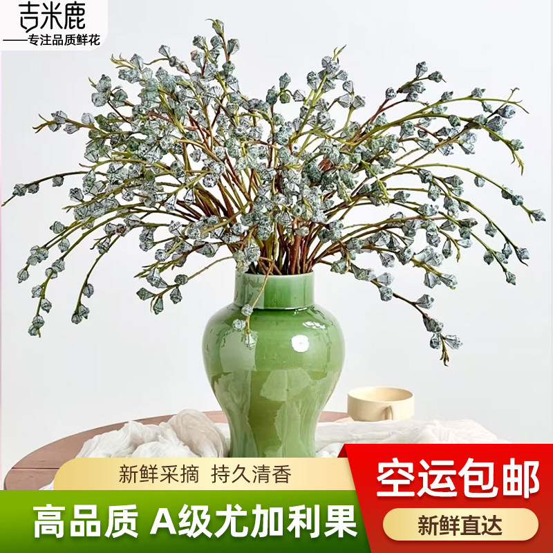 尤加利果鲜花新鲜花材钻石尤加利果大果可做干花云南基地直供花材