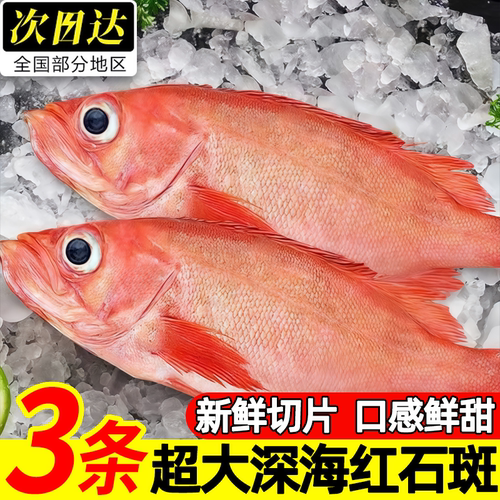 青岛红石斑鱼鲜活冷冻批发