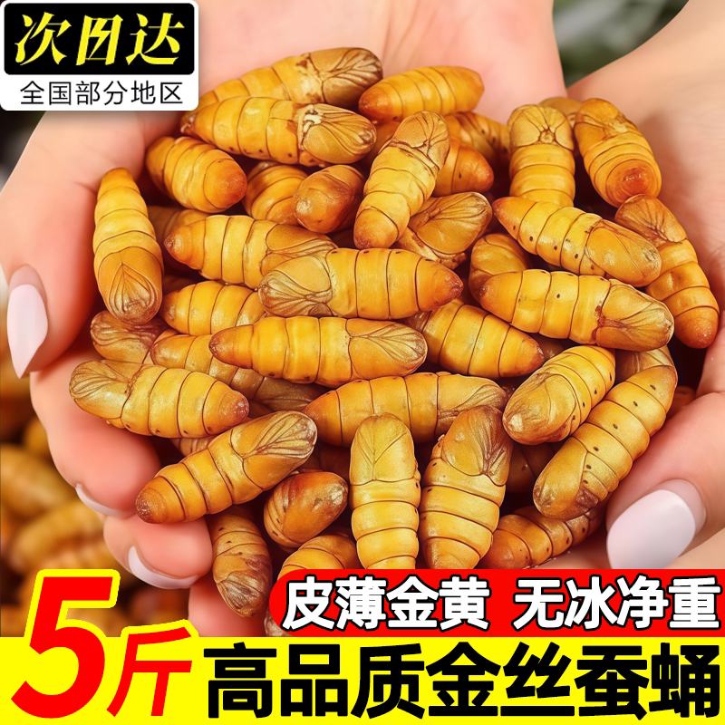 新鲜金丝蚕蛹鲜活冷冻农家桑蚕蛹山东特产油炸黄金蛹烧烤商用批发