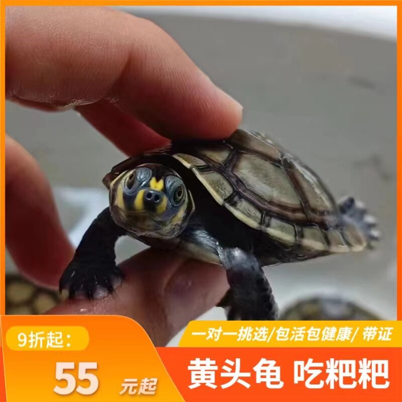 黄头侧颈龟忍者龟深水圆奥龟宠物龟圆澳侧颈龟吃粑粑龟西非可挑 - 实物图