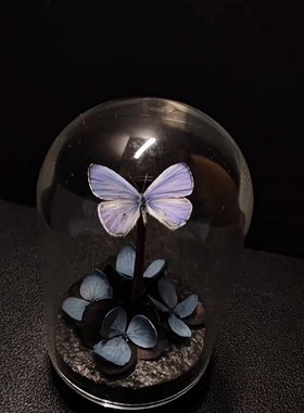 紫灰蝶标本玻璃罩迷你飞行的宝石小众收藏礼物艺术小灰真蝴蝶摆件