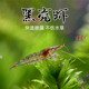 极速黑壳虾除藻草虾观赏虾工具清洁虾饲I料虾活体水族箱鱼缸冷水