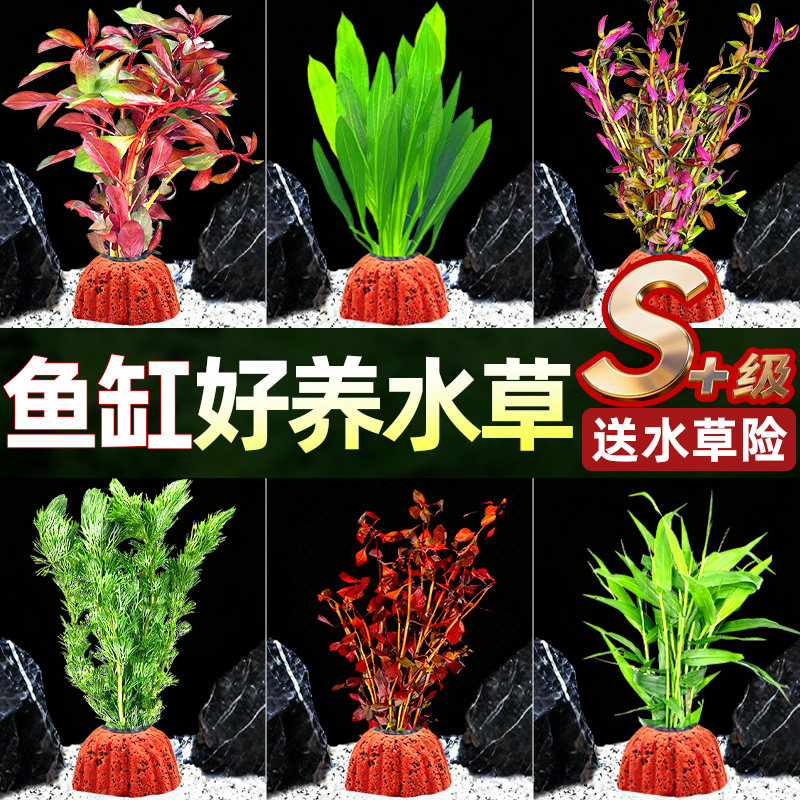 火山石水草植物鱼缸真草造景摆件养鱼增氧阴性水培净化绿植蜈蚣草