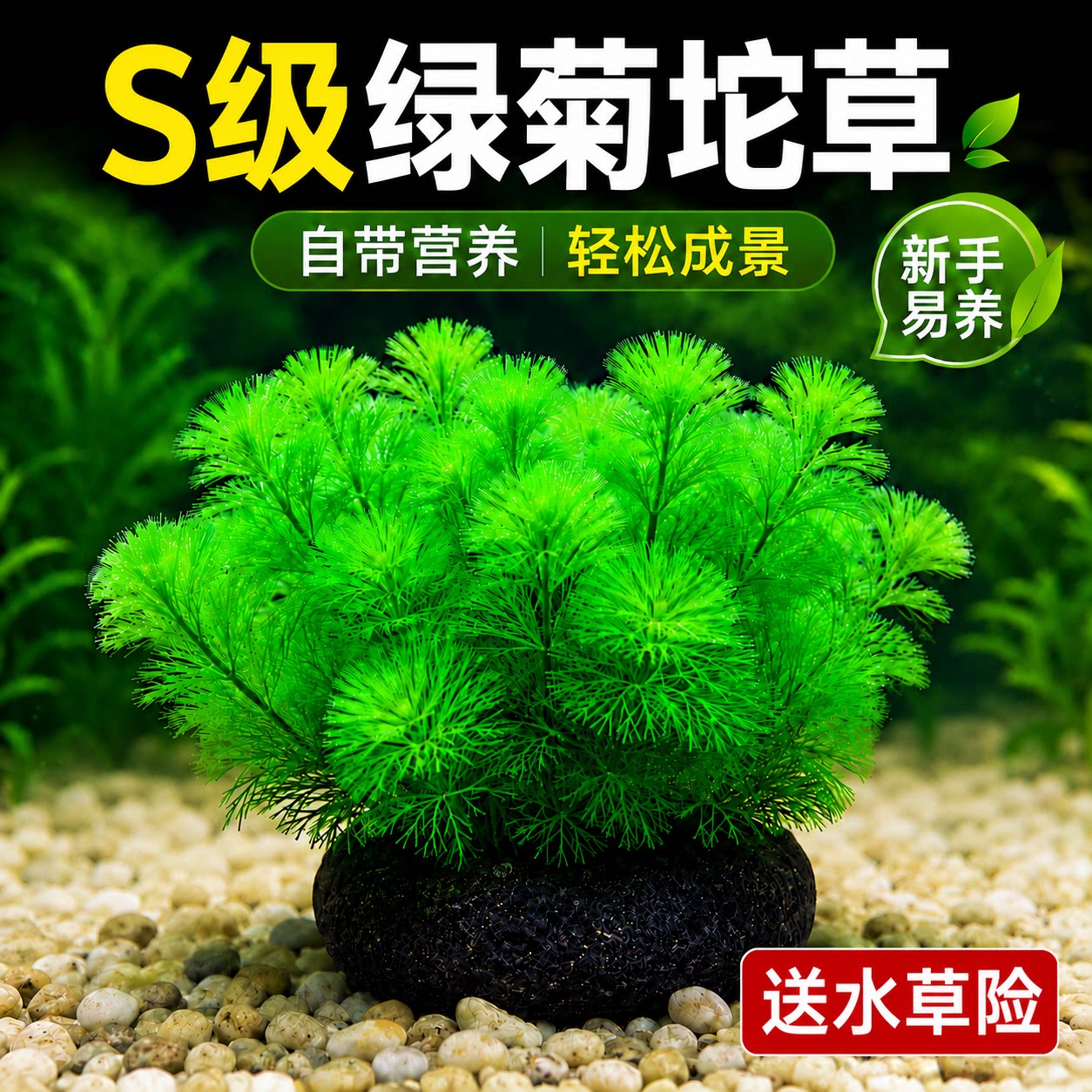 水屿鱼绿菊坨草鱼缸植物活体水草阴性培绿植新手懒人造景无需底砂