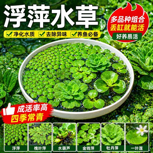 浮萍水草古法养鱼鱼缸净水植物龟缸躲避水培水芙蓉水葫芦漂浮造景