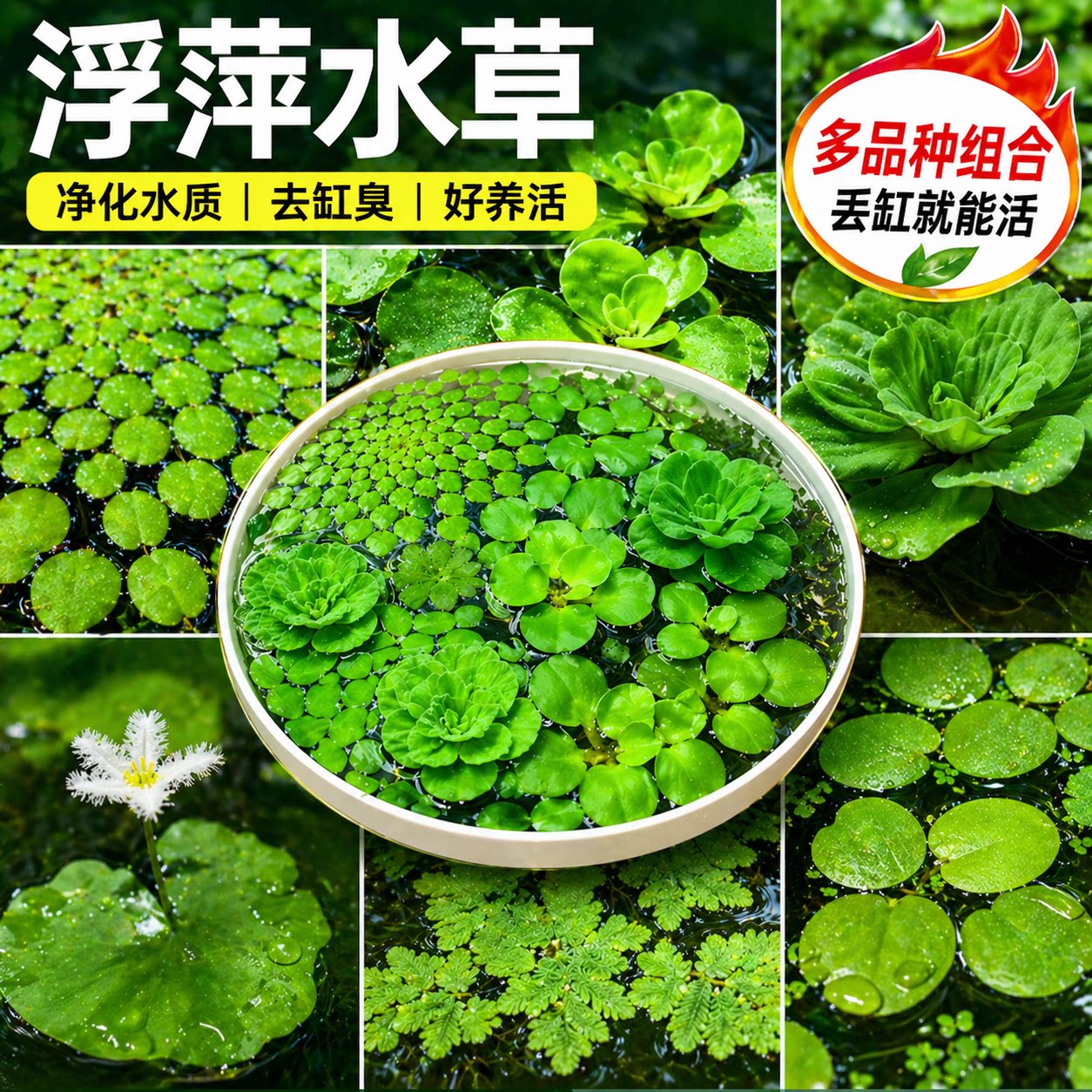浮萍水草古法养鱼鱼缸净水植物龟缸躲避水培水芙蓉水葫芦漂浮造景