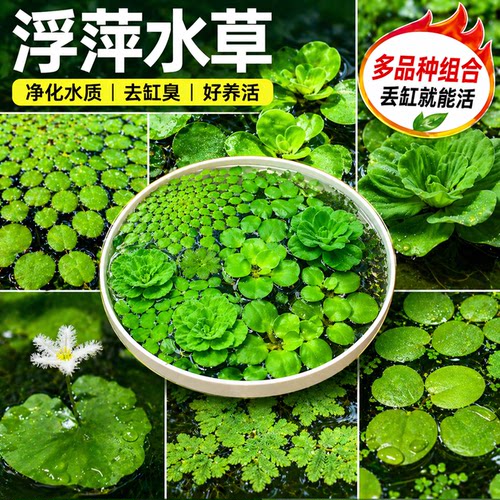 浮萍水草古法养鱼鱼缸净水植物龟缸躲避水培水芙蓉水葫芦漂浮造景
