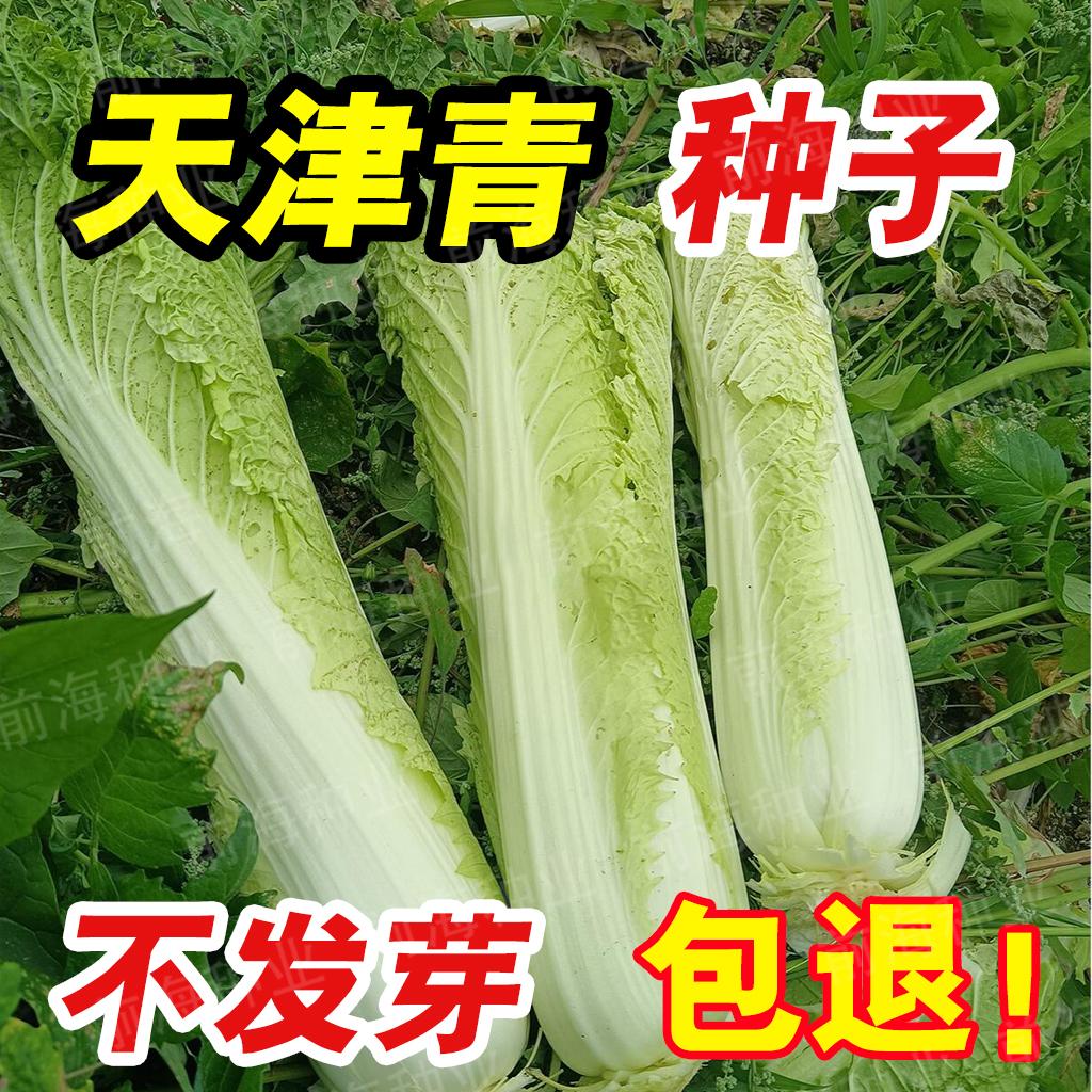 天津白菜种子黄芽包菜大白菜青麻叶长筒四季阳台盆栽庭院蔬菜种籽