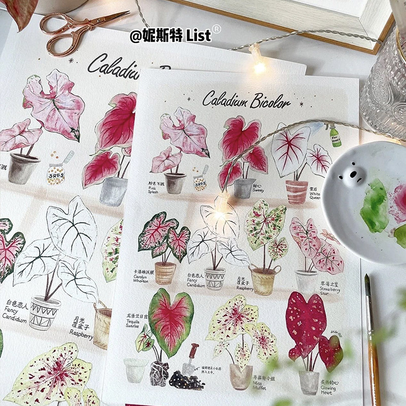 夏日色彩 - 彩叶芋图鉴 带框植物画 北欧风客厅装饰画 原创手绘