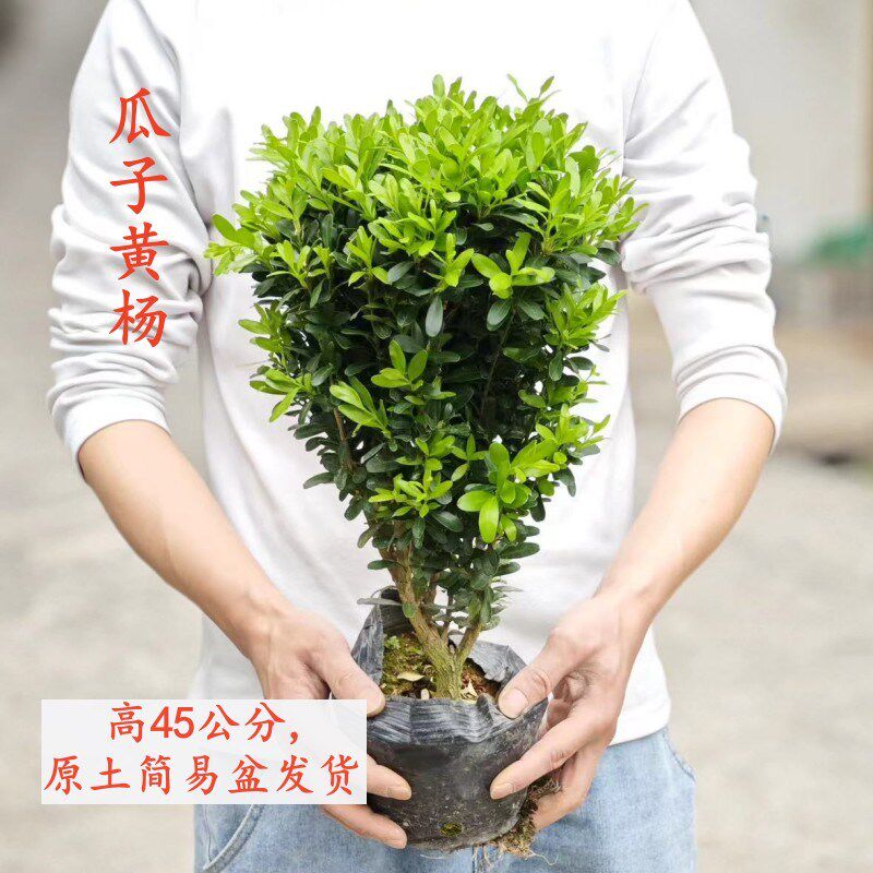 小叶瓜子黄杨盆景树 四季常青老桩造型独杆树苗庭院盆栽多叶