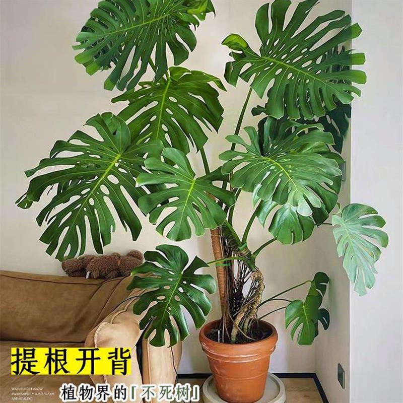 老桩龟背竹室内植物大叶老桩办公室客厅大型盆栽四季常青祛甲醛