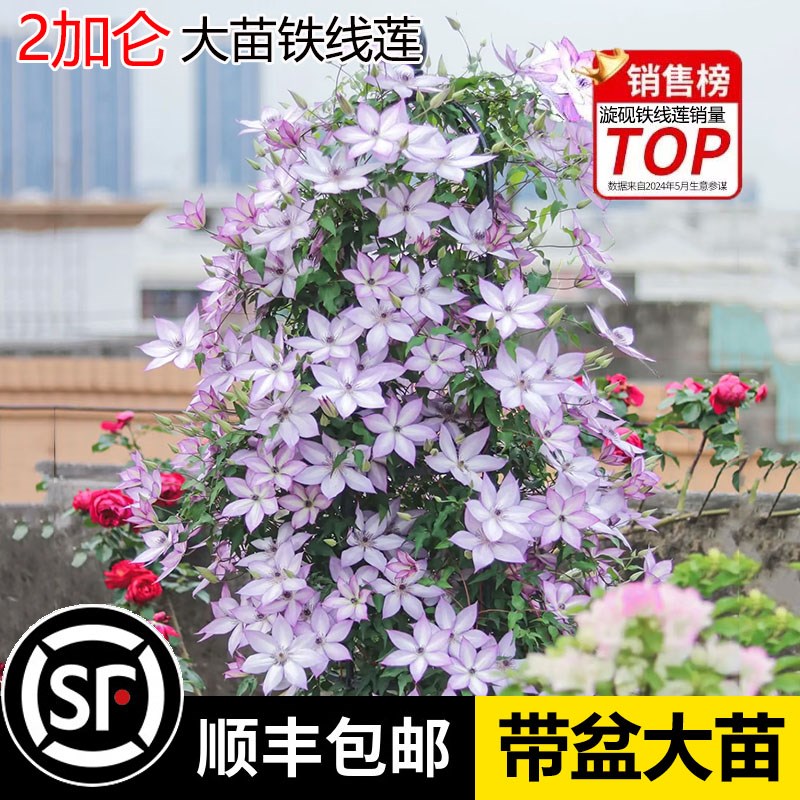 2加仑铁线莲大苗带花苞乌托邦爬藤攀爬植物庭院耐寒花卉盆栽庭院
