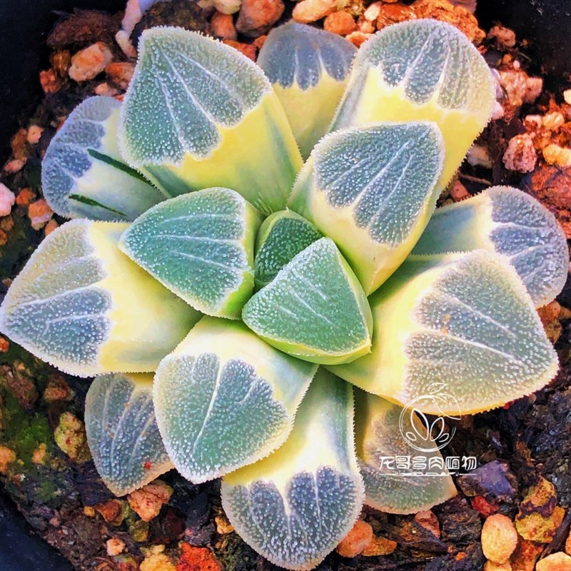 大久保丸叶磨面寿锦 玉露十二卷 多肉植物 一物一拍 带盆包邮