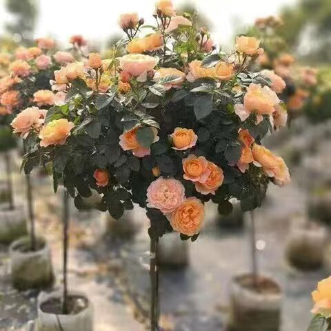 树桩月季花苗特大花庭院植物嫁接四季树状棒棒糖月季树苗盆栽花卉