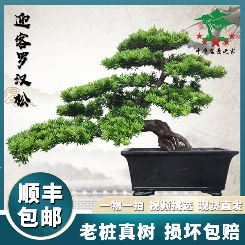 罗汉松盆景真树大型老桩米叶室内高端别墅庭院绿植物盆栽礁石花盆