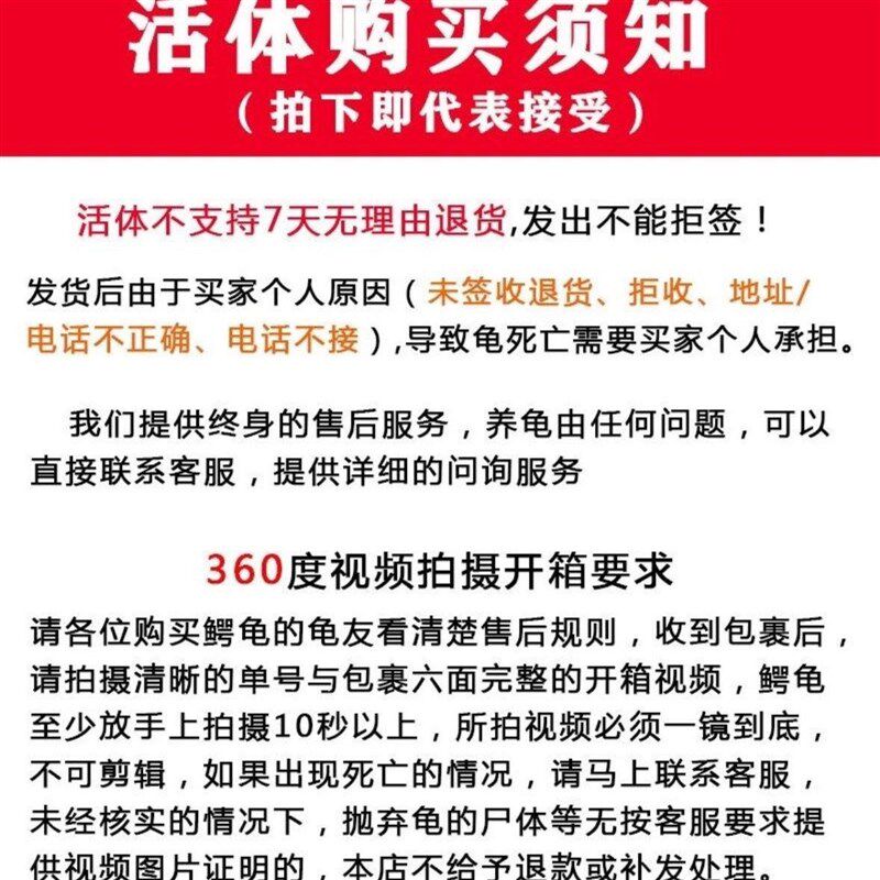 佛鳄龟纯佛鳄龟原种爆刺纯佛凶猛正宗佛鳄龟活体观赏龟